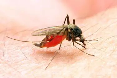 best doctor for viral fever treatment in gurgaon, best doctor for treatment of dengue fever in gurgaon, best doctor for treatment of chikungunya in gurgaon, best doctor for treatment of typhoid in gurgaon, best doctor for treatment of malaria in gurgaon